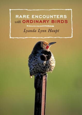 Rare Encounters with Ordinary Birds: A Bird Book for Adults