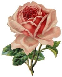 Rose C. Carole